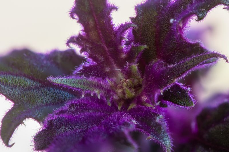 Purple Passion Plant Gynura Aurantiaca Care Maintenance