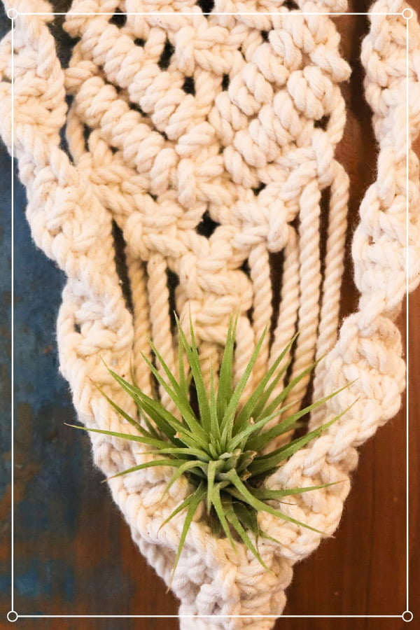 single air plant in a macrame holder