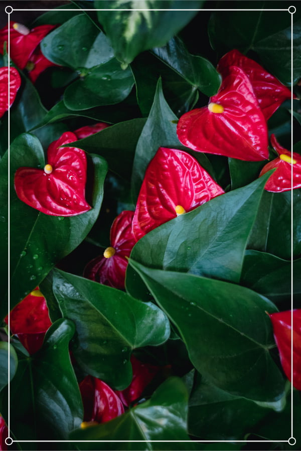 anthurium flowers and leaves