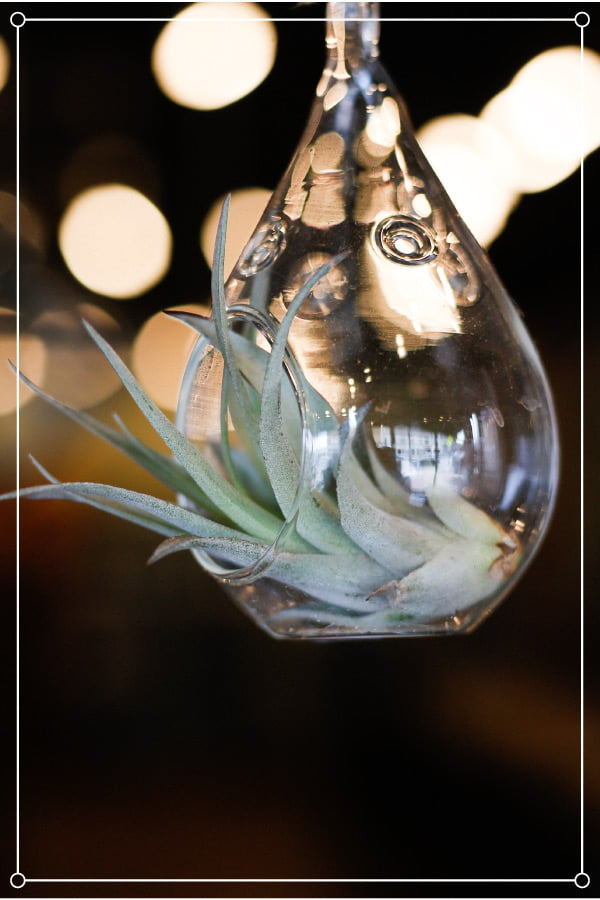 air plant in a glass holder
