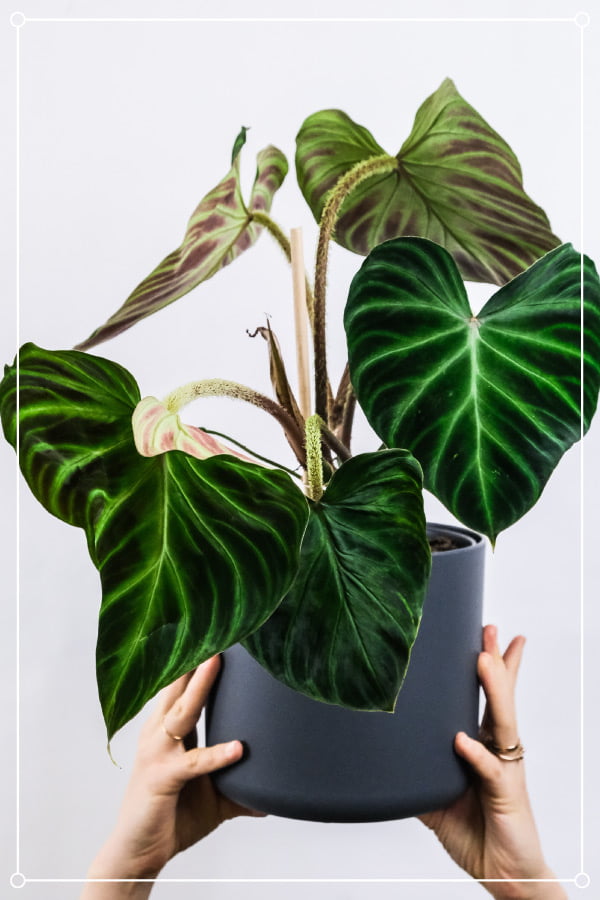 6 Plants With Heart Shaped Leaves Worthy Of Valentines Day Apartment Buds