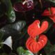 plants with heart shaped leaves