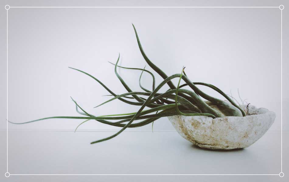 air plant in a bowl