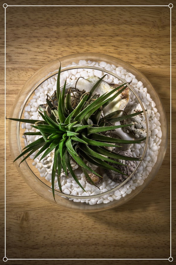 air plant in a terrarium