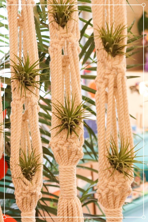 air plants in a macrame holder