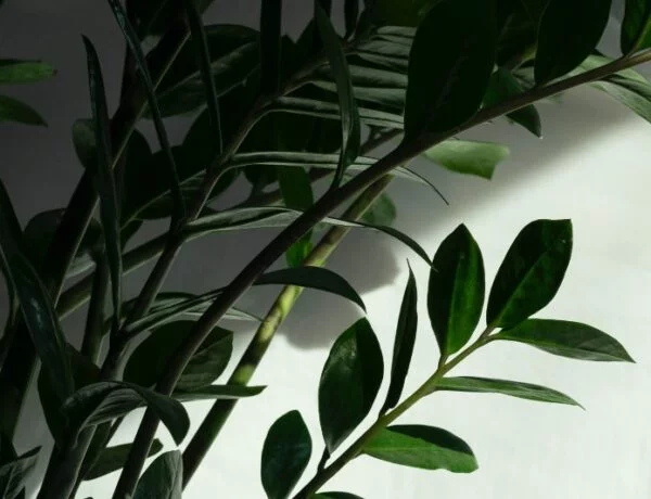 zz plant leaves