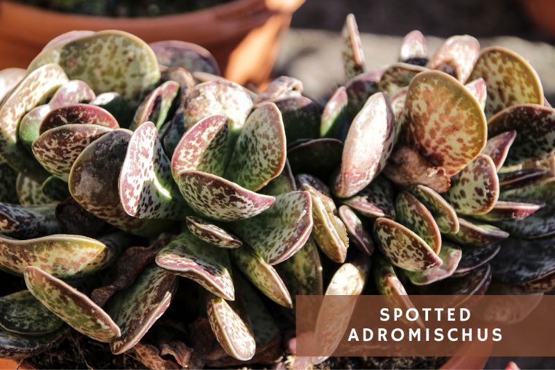 adromischus with spotted leaves