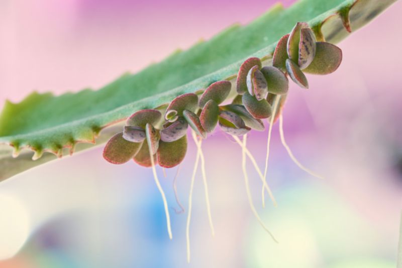 aerial roots on kalanchoe plant