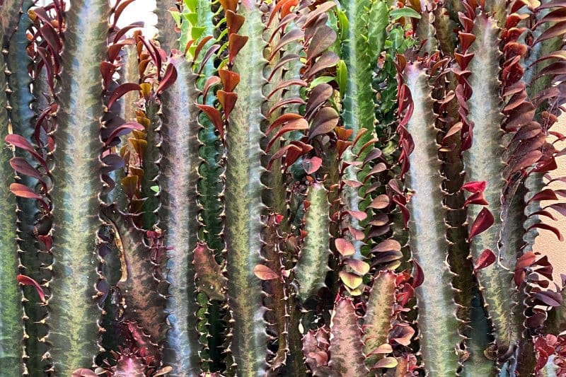 African Milk Tree âRubraâ