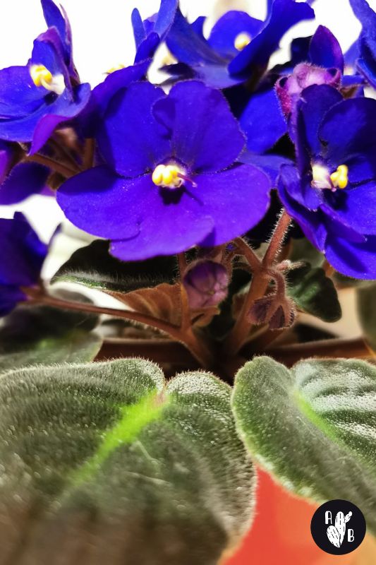 african violet flowers closeup image