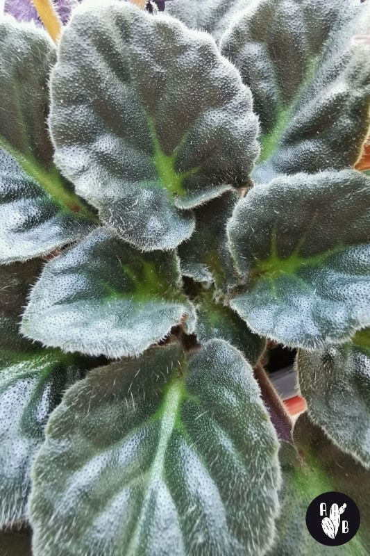african violet fuzzy leaves