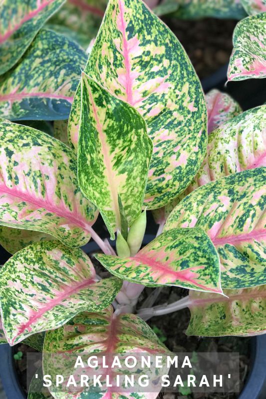 18 Aglaonema Varieties: Pink, Red, & Silver Options to Brighten Your ...