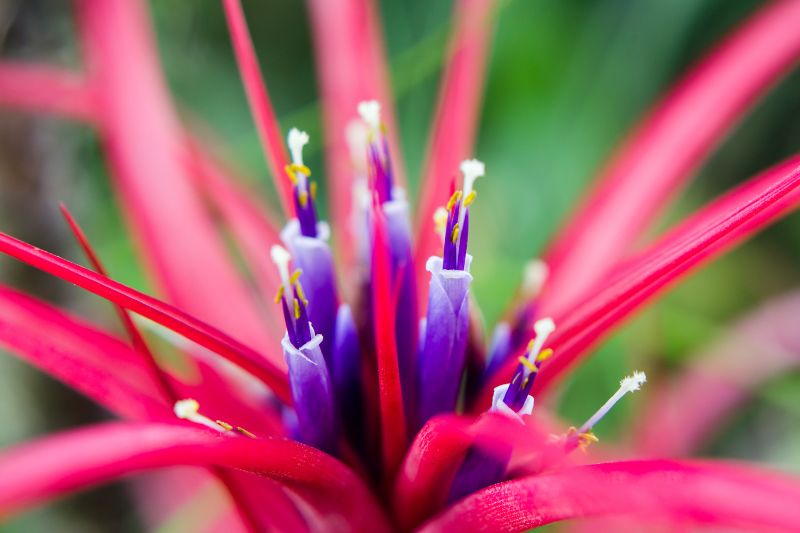 air plant flower closeup