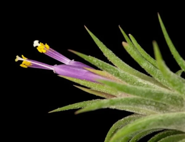 air plant with purple beautiful flowers
