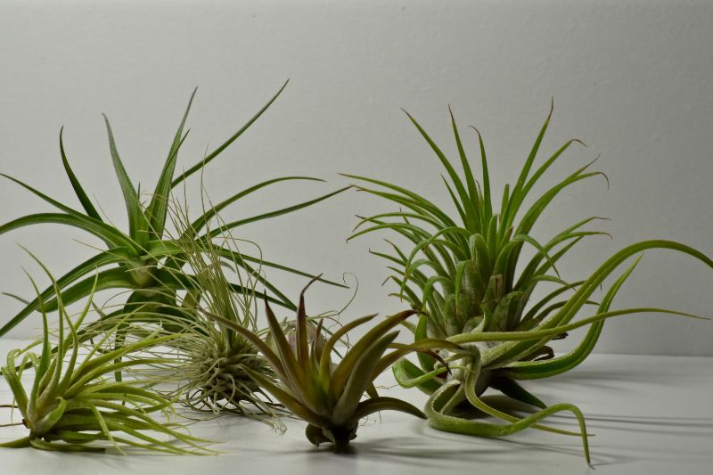 air plants