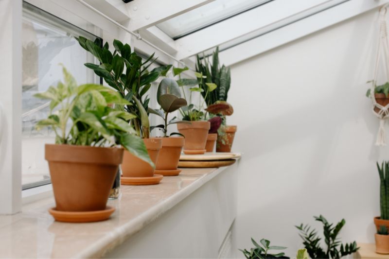 air purifying plants