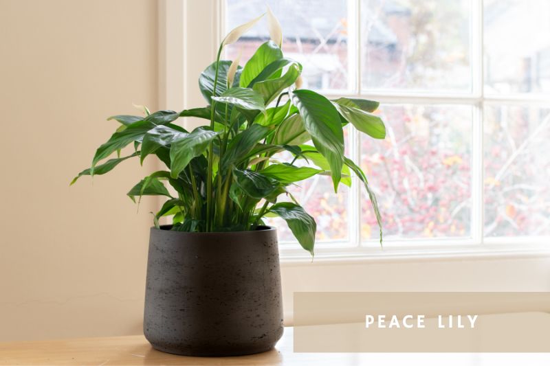 peace lily with white flowers