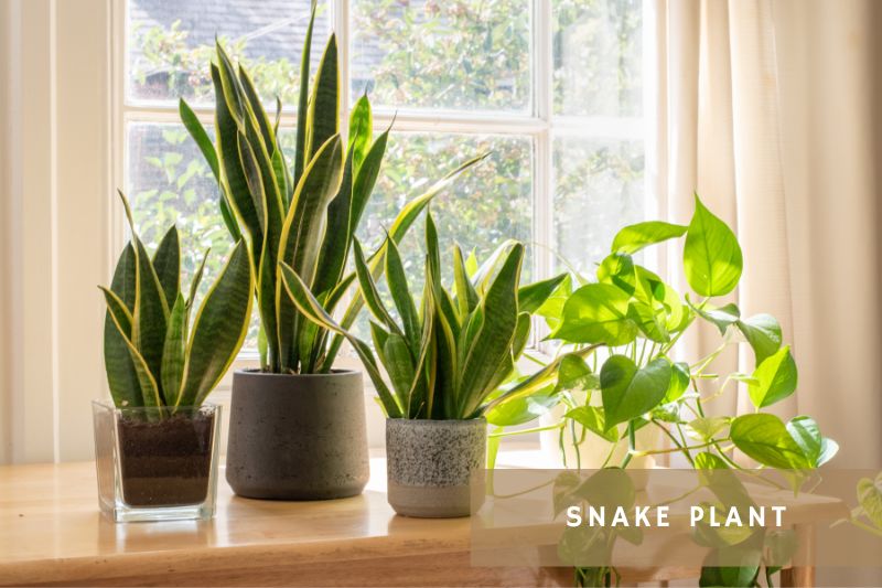 snake plants