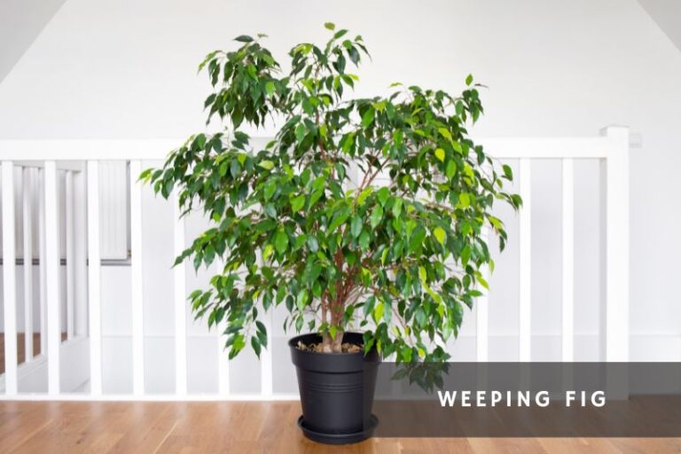 Indoor Plants that Clean the Air and Remove Toxins Apartment Buds