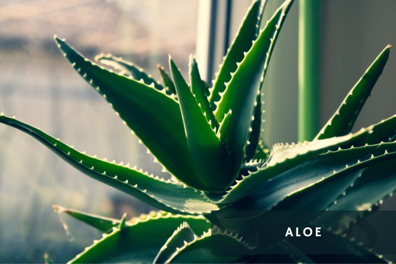 aloe plant
