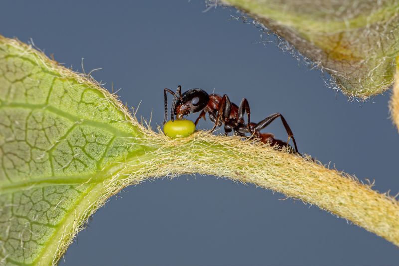 ant eating extrafloral nectary