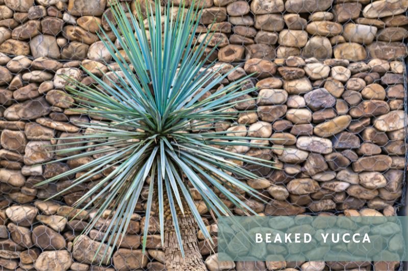 beaked yucca