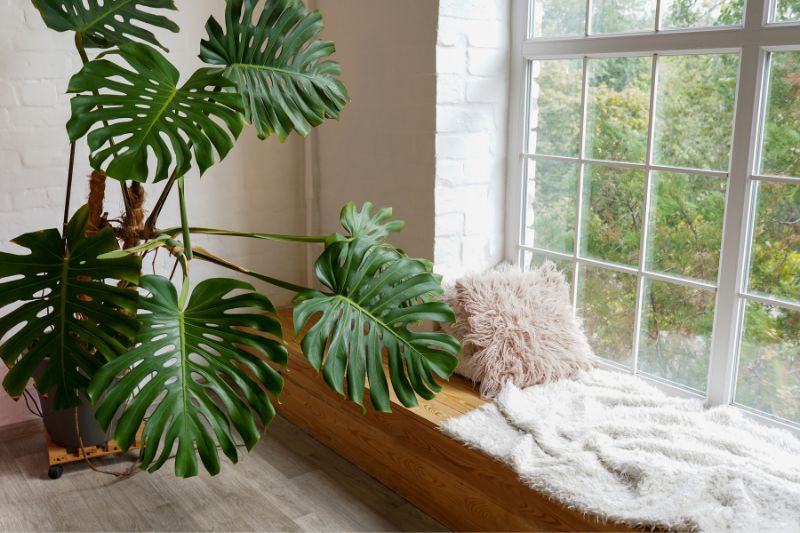 monstera plant near a window