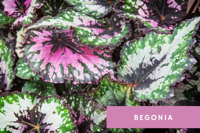 begonia with purple and green leaves