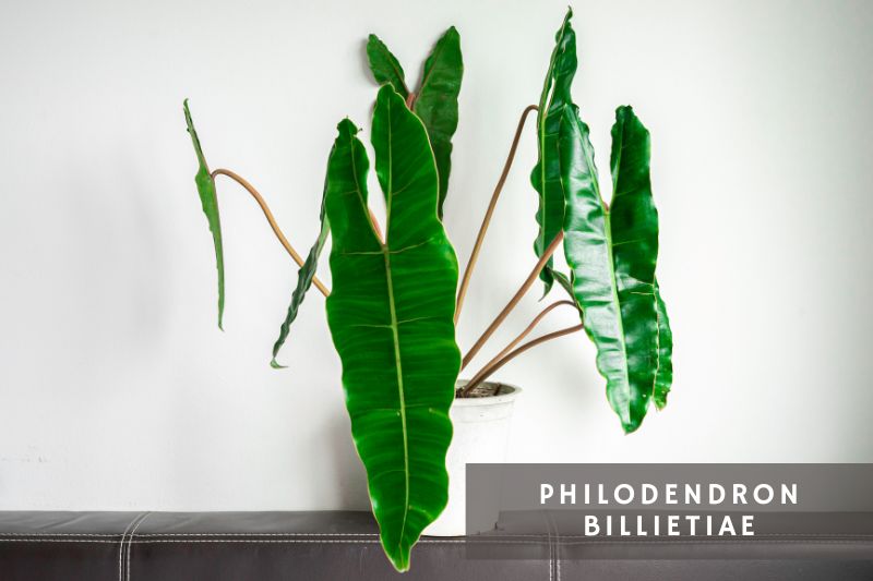 billie philodendron variety