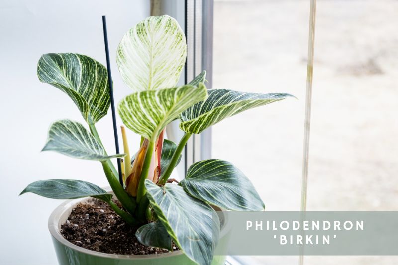 birkin philodendron variety