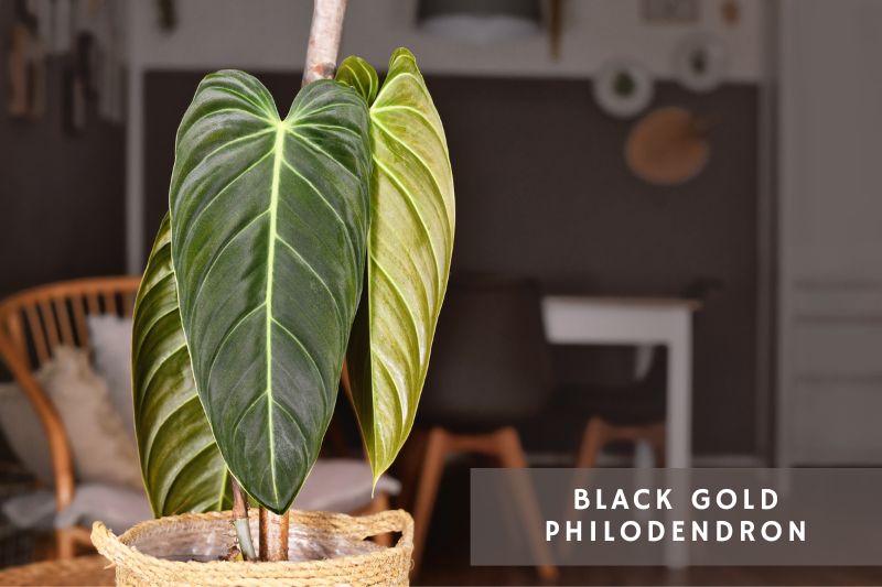 black gold philodendron variety