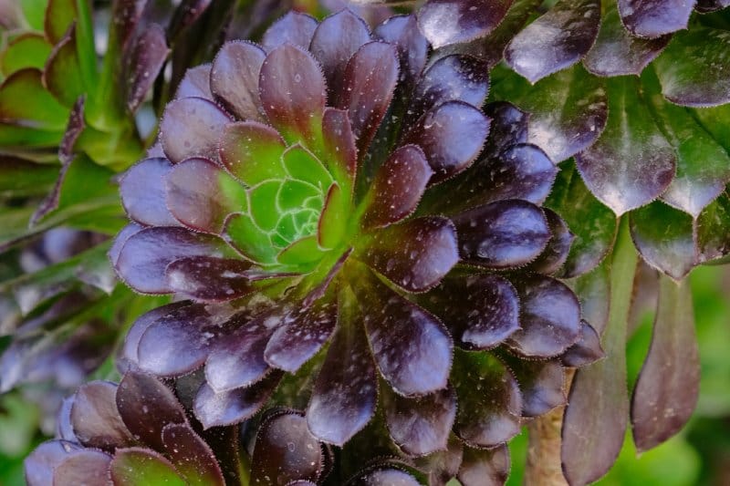 Black Rose Aeonium
