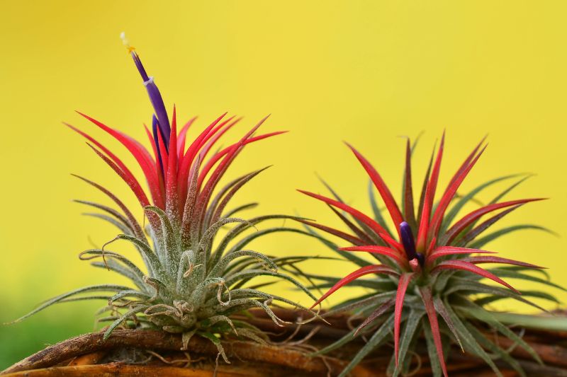 blooming air plants