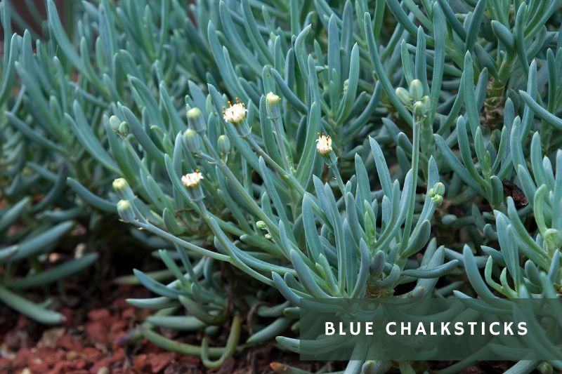 blue chalksticks plant