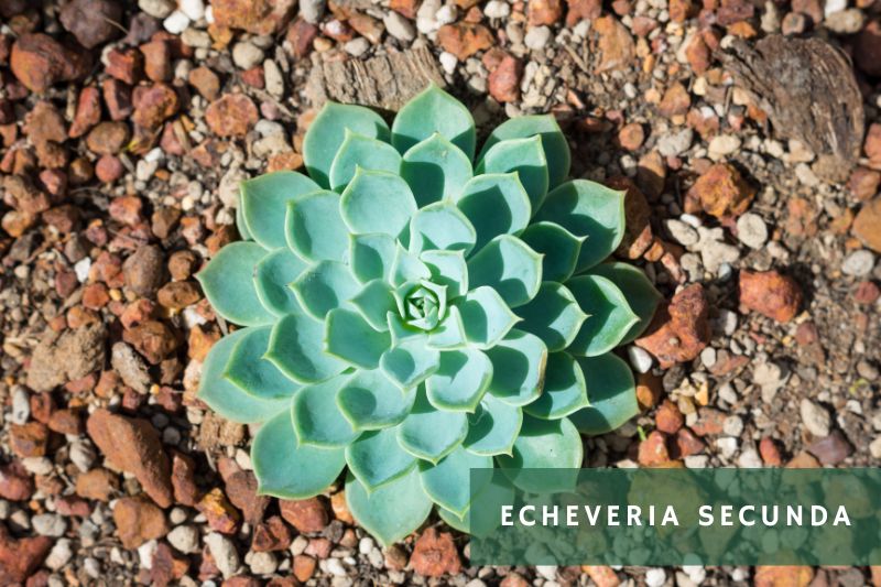 echeveria secunda commonly known as blue echeveria