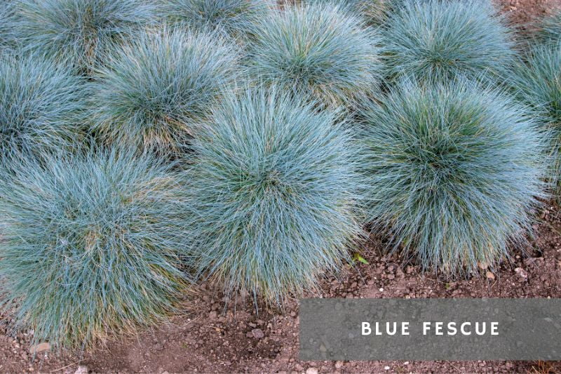 blue fescue plants outdoors