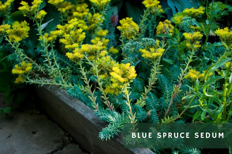 blue spruce sedum with yellow flowers