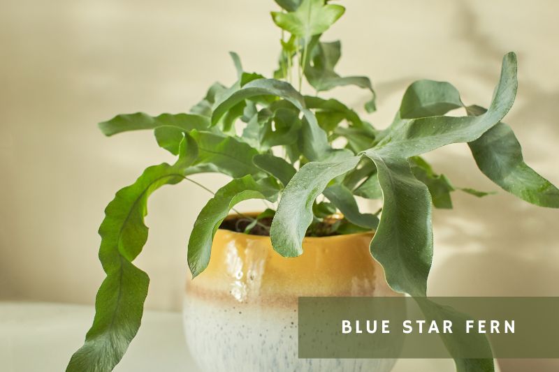 blue star fern