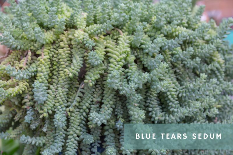 blue tears sedum