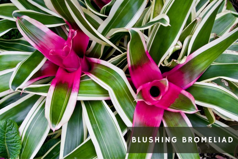 blushing bromeliad