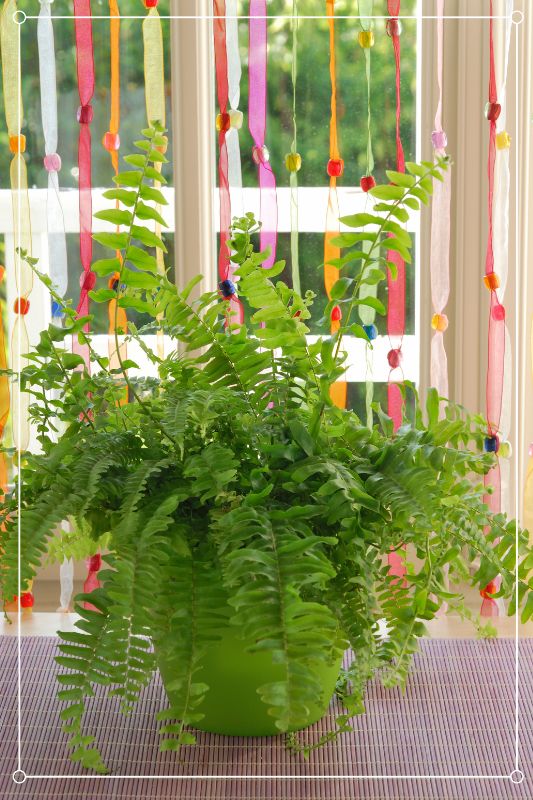 boston fern in a pot, near a window