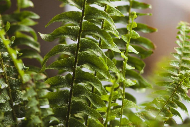 Close-up of a single Boston Fern frond showing narrow, serrated leaflets in bright green.