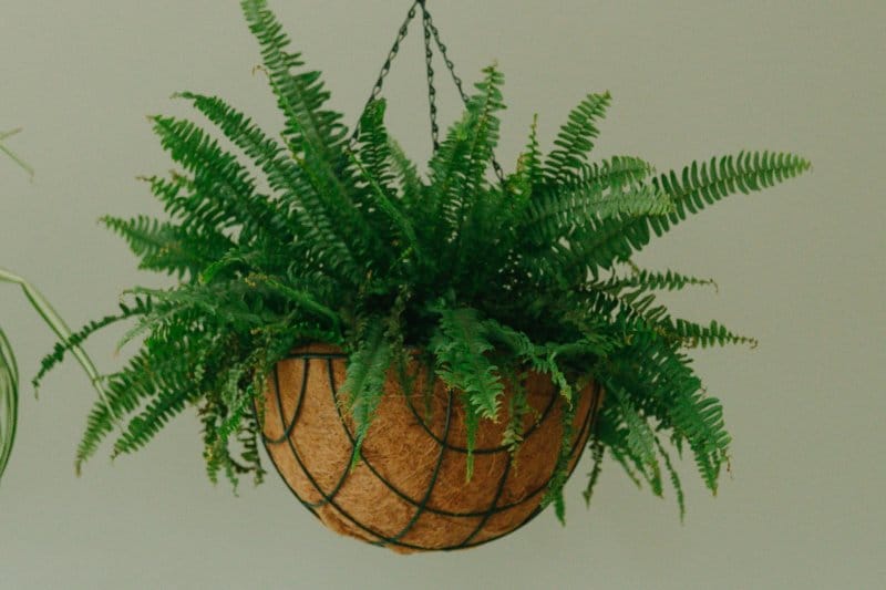 Boston Fern in a hanging basket, arching numerous feathery fronds in a gentle waterfall form.
