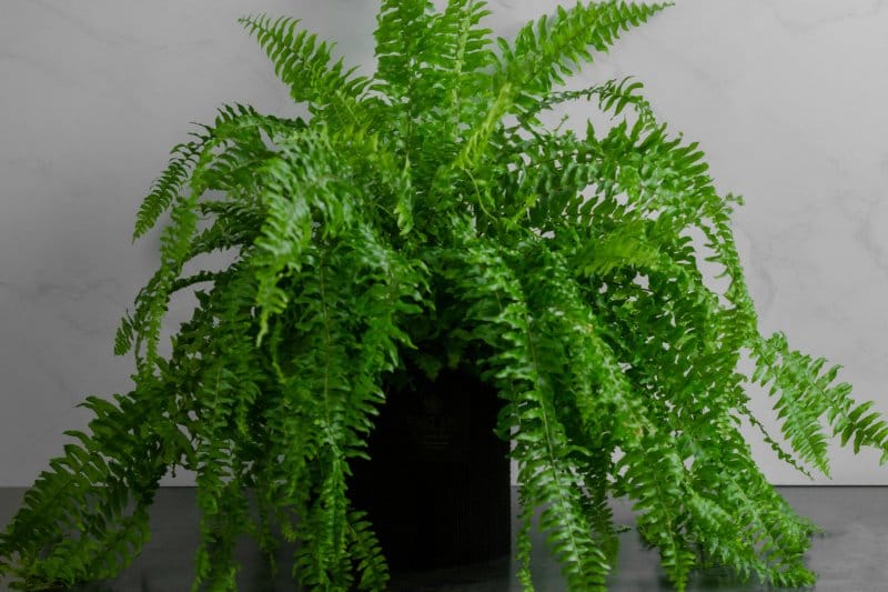 Full Boston Fern plant on a shelf, displaying multiple overlapping fronds for a lush, layered canopy.