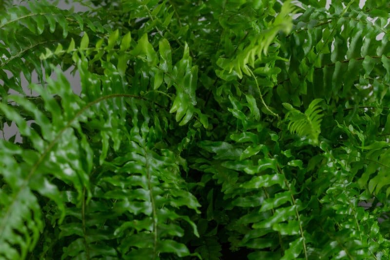 Close-up of a Boston fern’s dense, bright green arching fronds, each composed of finely serrated, lance-shaped leaflets