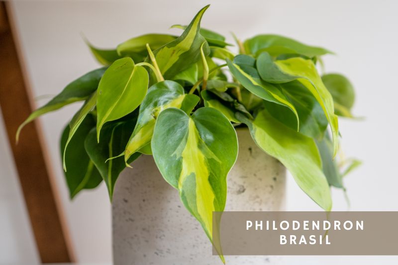 brasil philodendron variety