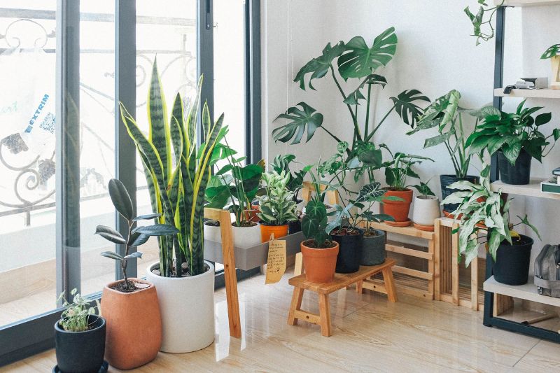 indoor plants near a window
