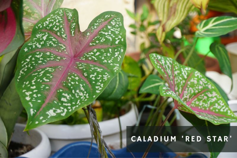 caladium with spotted leaves