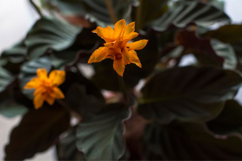 calathea crocata flowers