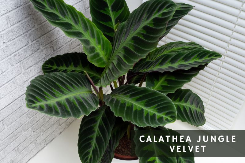 calathea jungle velvet leaves